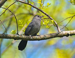 Gray Catbird (Dumetella carolinensis).jpg