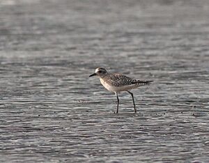 Grey plover (2)