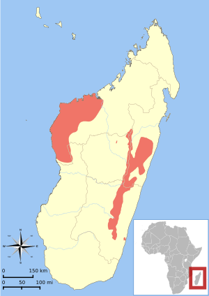 Hapalemur griseus range map.svg