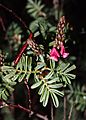 Indigofera basedowii flowers