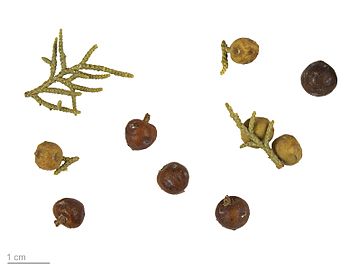 Juniperus Phoenicea MHNT.BOT.2007.43.52