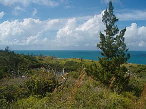 Juvenile Bermuda Cedar at Ferry Reach