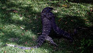 Lace Monitors fighting