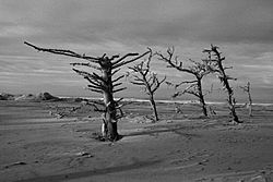 Lanphere Dunes