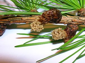 Larix decidua male cones