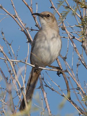 Le Conte's Thrasher.jpg