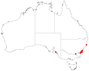 Leptospermum epacridoideumDistA18.png