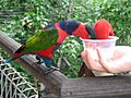 Lory eating, Jurong BirdPark