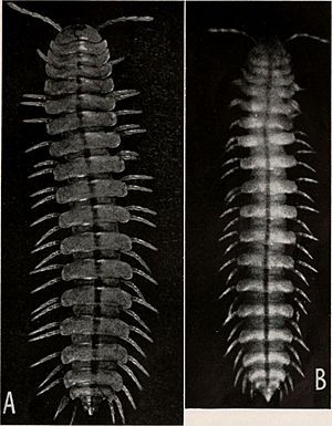 Luminodesmus sequoiae adult