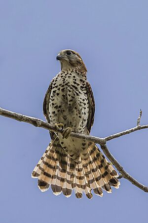 Mauritius kestrel (Falco punctatus) 2