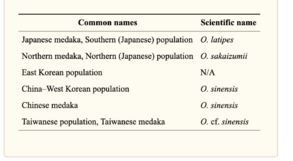 Medaka Nomenclature