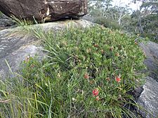 Melaleuca comboynensis (Gibraltar Ra.)