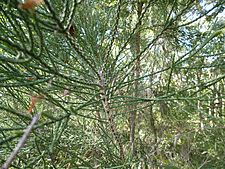 Melaleuca foliolosa 01