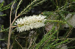 Melaleuca hamulosa.jpg