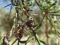 Melaleuca nodosa (fruit)