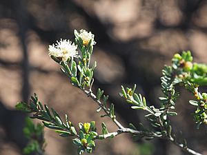 Melaleuca phoidophylla.jpg