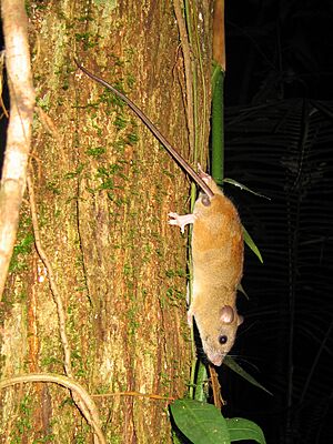 Melomys cervinipes1.jpg