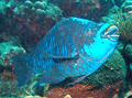 Midnight-parrotfish.png