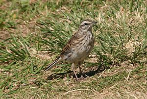 New Zealand Pipit Kapiti