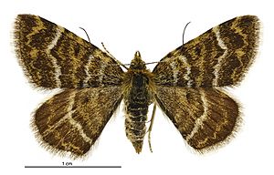 Notoreas atmogramma female.jpg