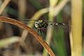 Orthetrum sabina male face