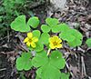 Oxalis illinoensis.jpg