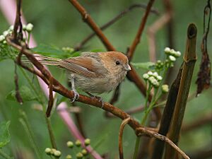 Parrotbill 0780.jpg