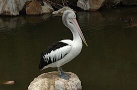 Pelican-Melbourne-Zoo-20070224-050