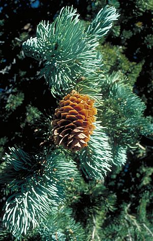 Picea engelmannii UGA2