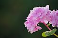 Pink Hydrangea Flowers