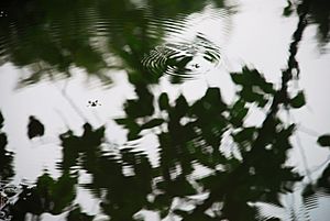 Pond Skimmers