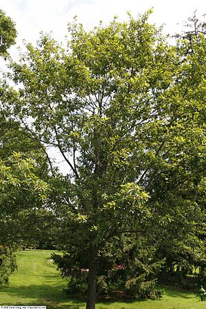 Quercus imbricariaZZ