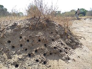 Red-throated bee-eater nest