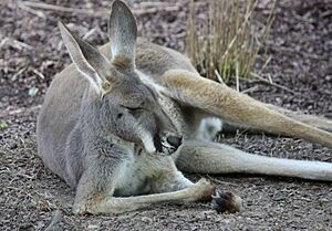 RedKangaroo1.jpg