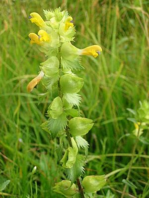 Rhinanthus angustifolius.jpg