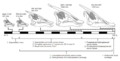 Saurolophus angustirostris growth