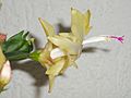 Schlumbergera truncata Gold Charm