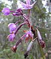 Spathoglottis flwrs reduced