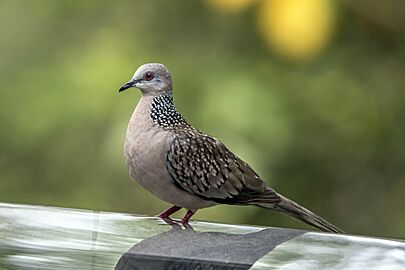 Spotted dove (Spilopelia chinensis ceylonensis)