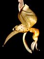 Stanhopea maculosa Orchi 001