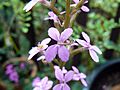 Stylidium productum