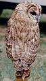 Tawnyowl03