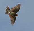 Tree Pipit (Anthus trivialis)-1