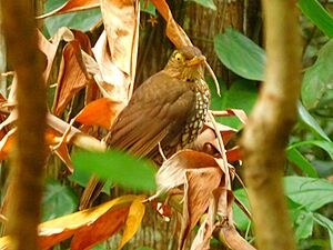 Turdus lherminieri of Guadeloupe.jpg