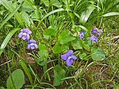 Viola sororia in Wisconsin.jpg