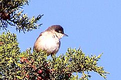 Western Orphean Warbler.jpg