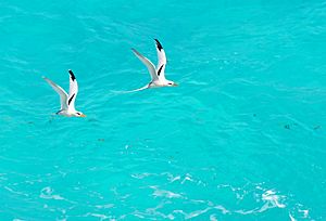 White-tailed Tropicbird