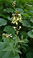 Wild Radish in Behbahan