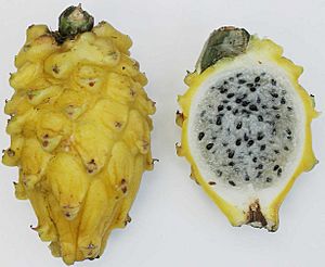 Yellow pitaya