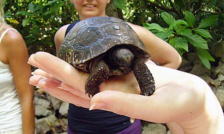 Young dipsochelys hololissa